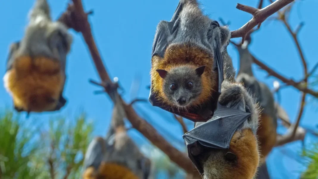 MEXIKO- TEKILA- NYXTERIDES